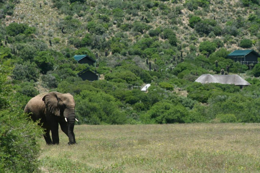 HillsNek Safari Camp – Amakhala Game Reserve Villa Dış mekan fotoğraf