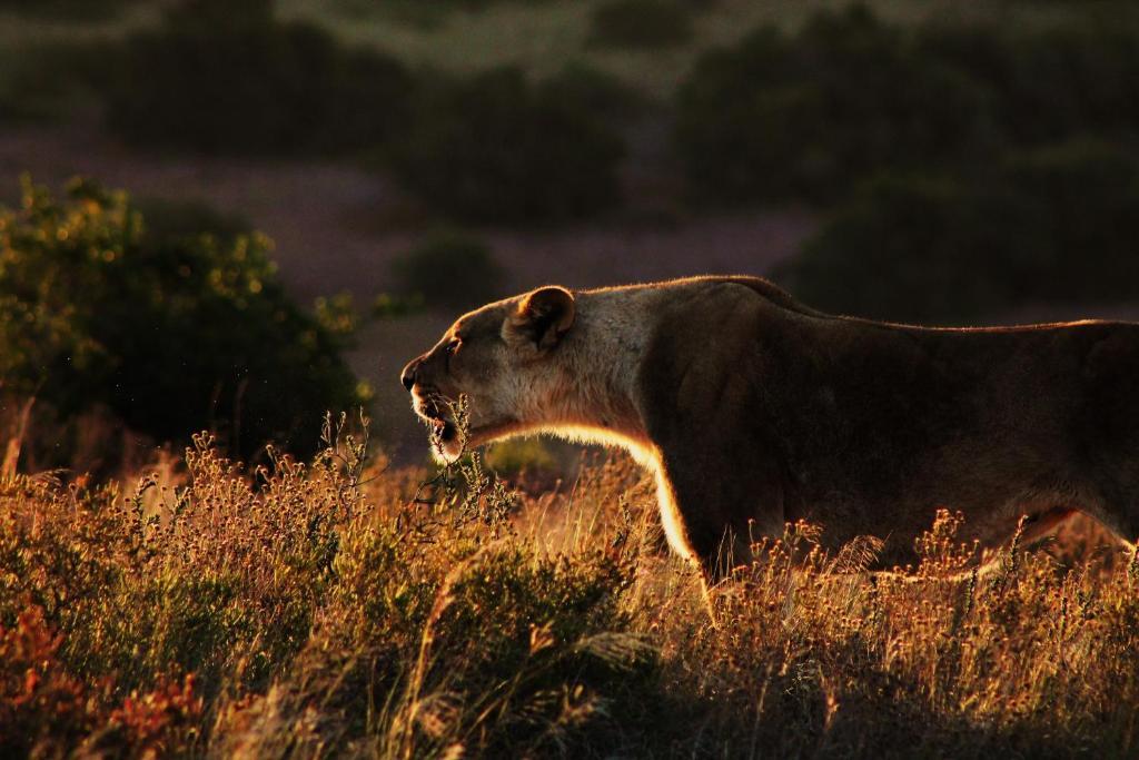 HillsNek Safari Camp – Amakhala Game Reserve Villa Dış mekan fotoğraf