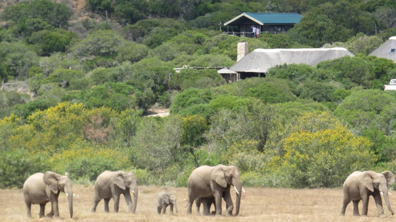 HillsNek Safari Camp – Amakhala Game Reserve Villa Dış mekan fotoğraf