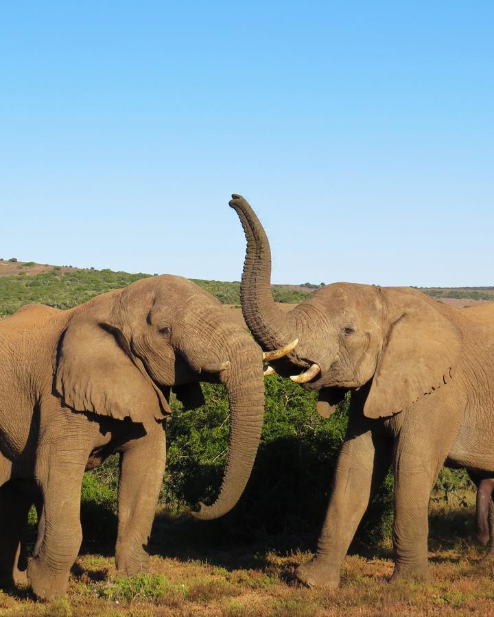 HillsNek Safari Camp – Amakhala Doğa Koruma Alanı Dış mekan fotoğraf