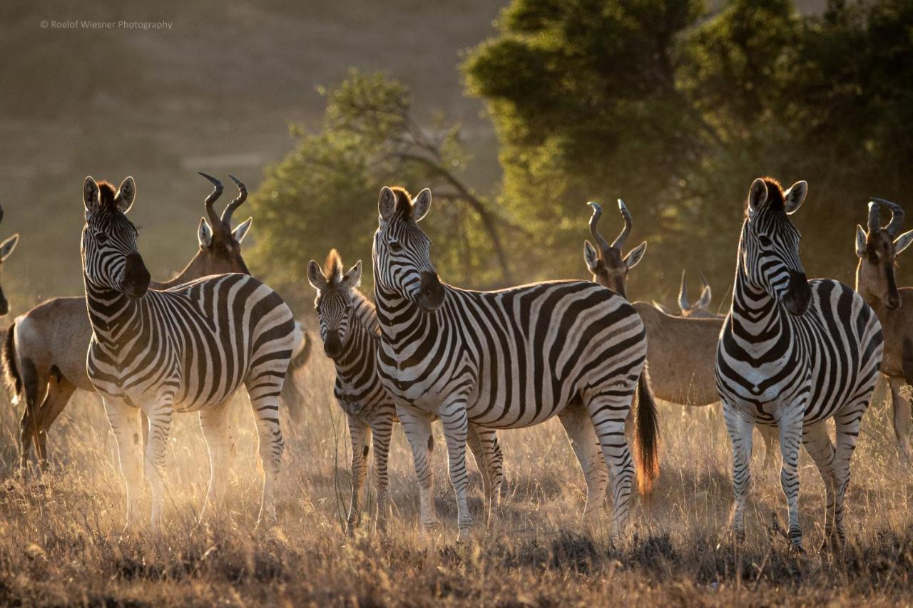 HillsNek Safari Camp – Amakhala Doğa Koruma Alanı Dış mekan fotoğraf