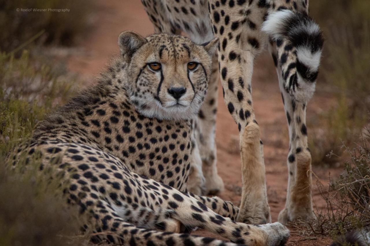 HillsNek Safari Camp – Amakhala Doğa Koruma Alanı Dış mekan fotoğraf