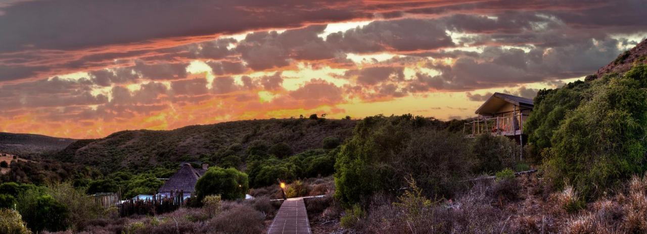 HillsNek Safari Camp – Amakhala Game Reserve Villa Dış mekan fotoğraf