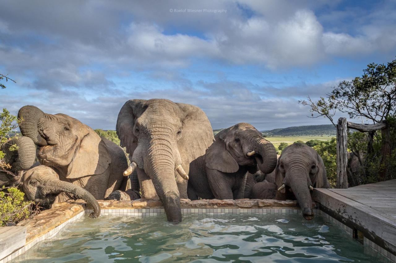 HillsNek Safari Camp – Amakhala Doğa Koruma Alanı Dış mekan fotoğraf