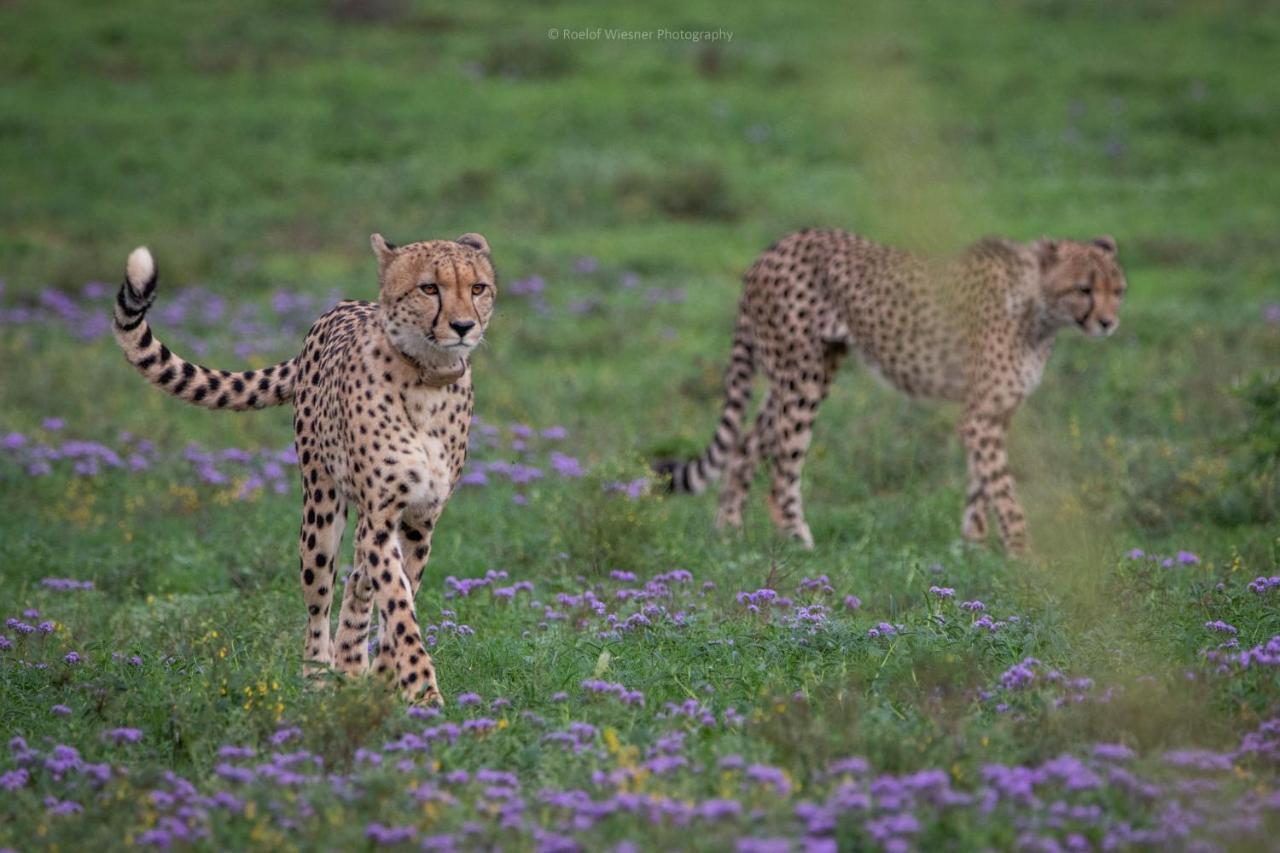 HillsNek Safari Camp – Amakhala Game Reserve Villa Dış mekan fotoğraf