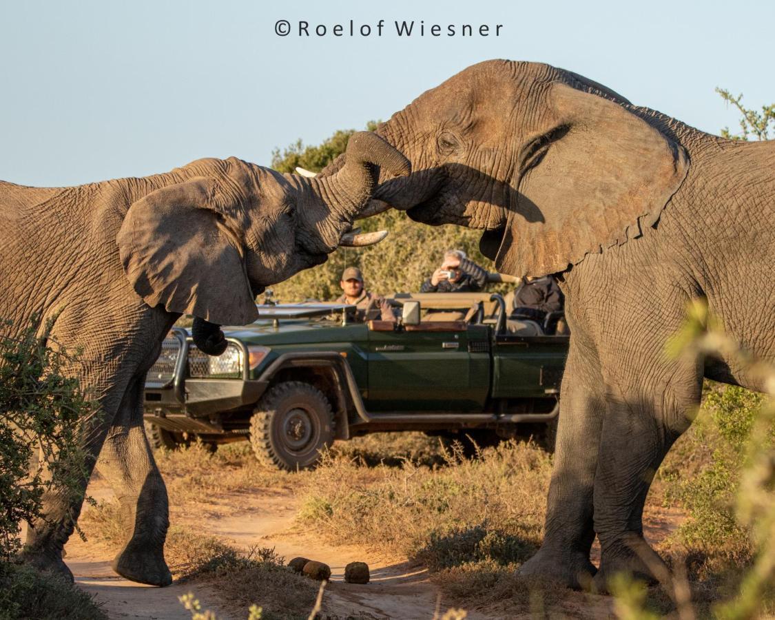 HillsNek Safari Camp – Amakhala Doğa Koruma Alanı Dış mekan fotoğraf