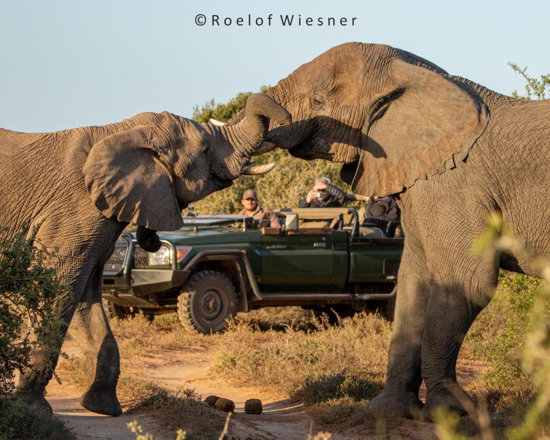 HillsNek Safari Camp – Amakhala Game Reserve Villa Dış mekan fotoğraf