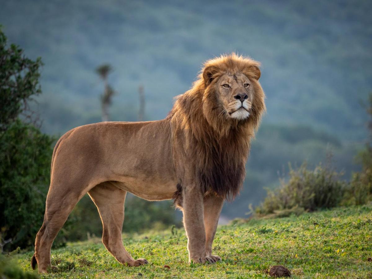 HillsNek Safari Camp – Amakhala Doğa Koruma Alanı Dış mekan fotoğraf