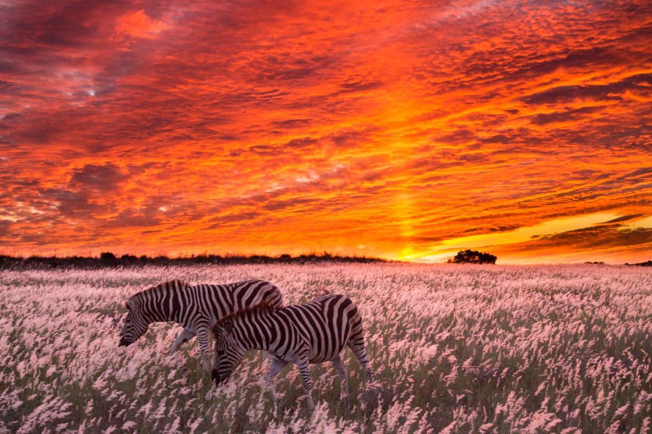 HillsNek Safari Camp – Amakhala Doğa Koruma Alanı Dış mekan fotoğraf